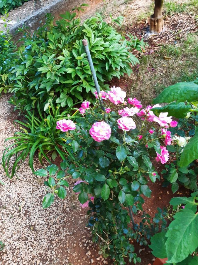 Apartment Jardin With Free Cowered Parking Zadar Ngoại thất bức ảnh